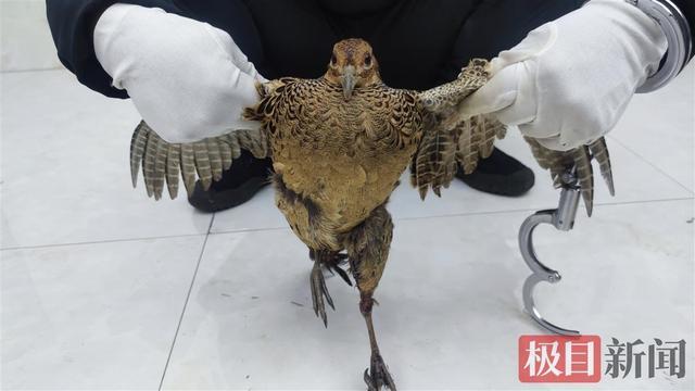 關(guān)于野雞網(wǎng)視頻最新地址及其涉黃問題的深度探討與警示