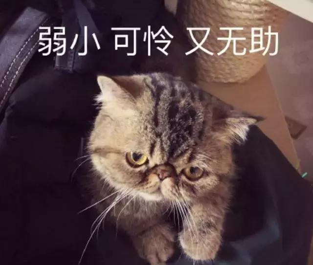 下載到夢空間最新版，價值與風險的探討
