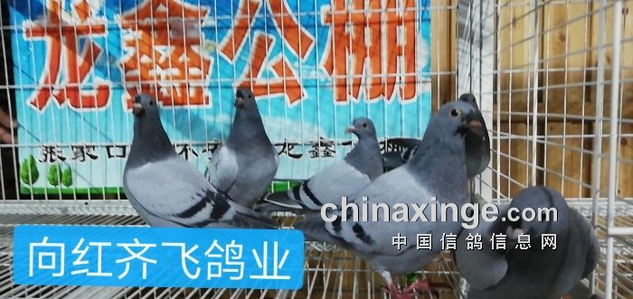 龍鑫公棚最新公告,龍鑫公棚最新公告，觀點論述