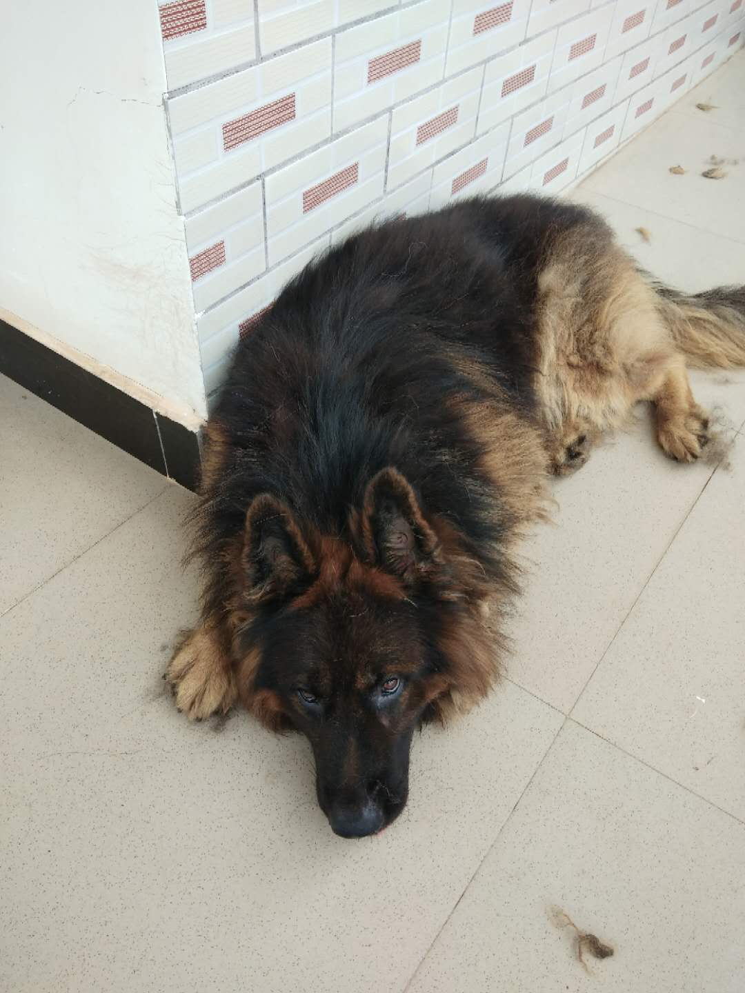 科技重塑牧羊犬市場，最新長毛牧羊犬價格及未來生活體驗展望