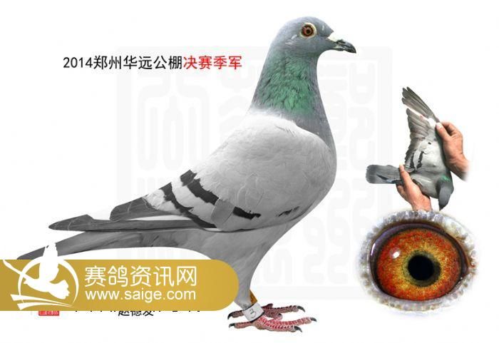 鄭州華遠(yuǎn)公棚最新公告及其觀點(diǎn)論述解析