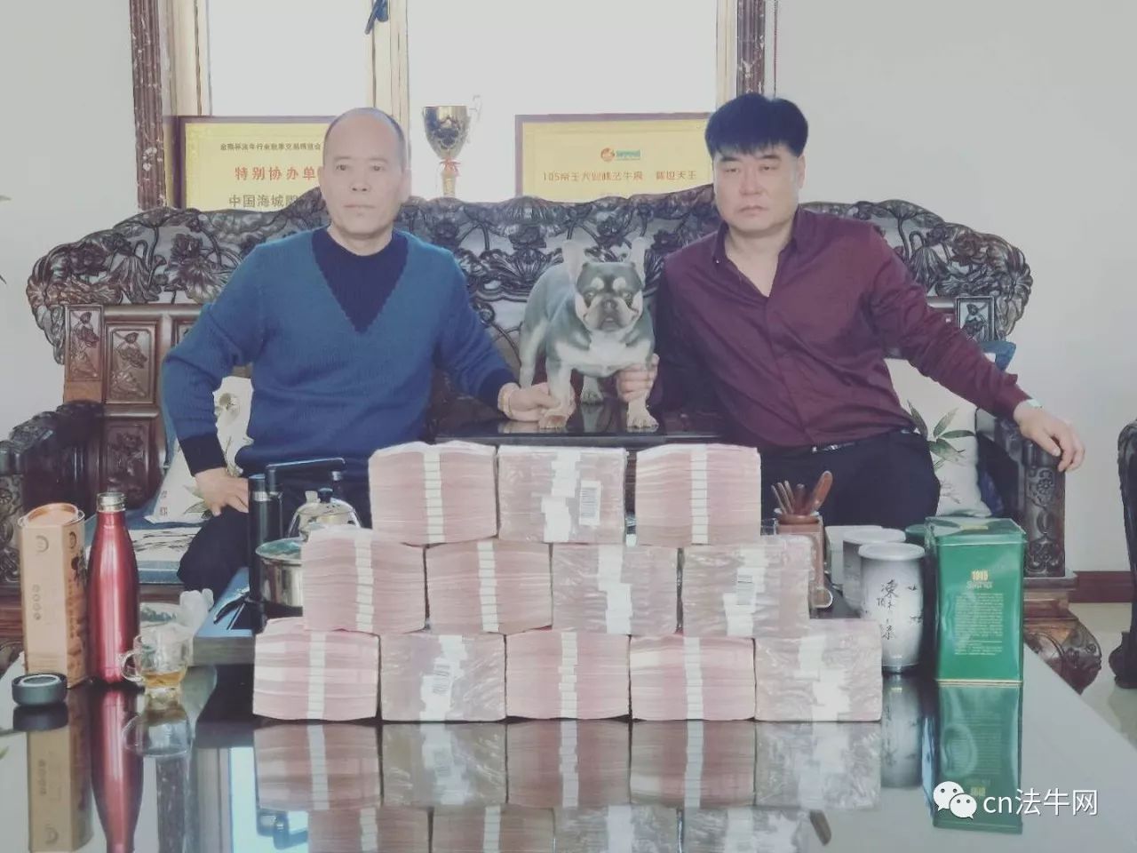 天津濱海獒園最新照片,天津濱海獒園最新照片——獒園里的溫馨日常