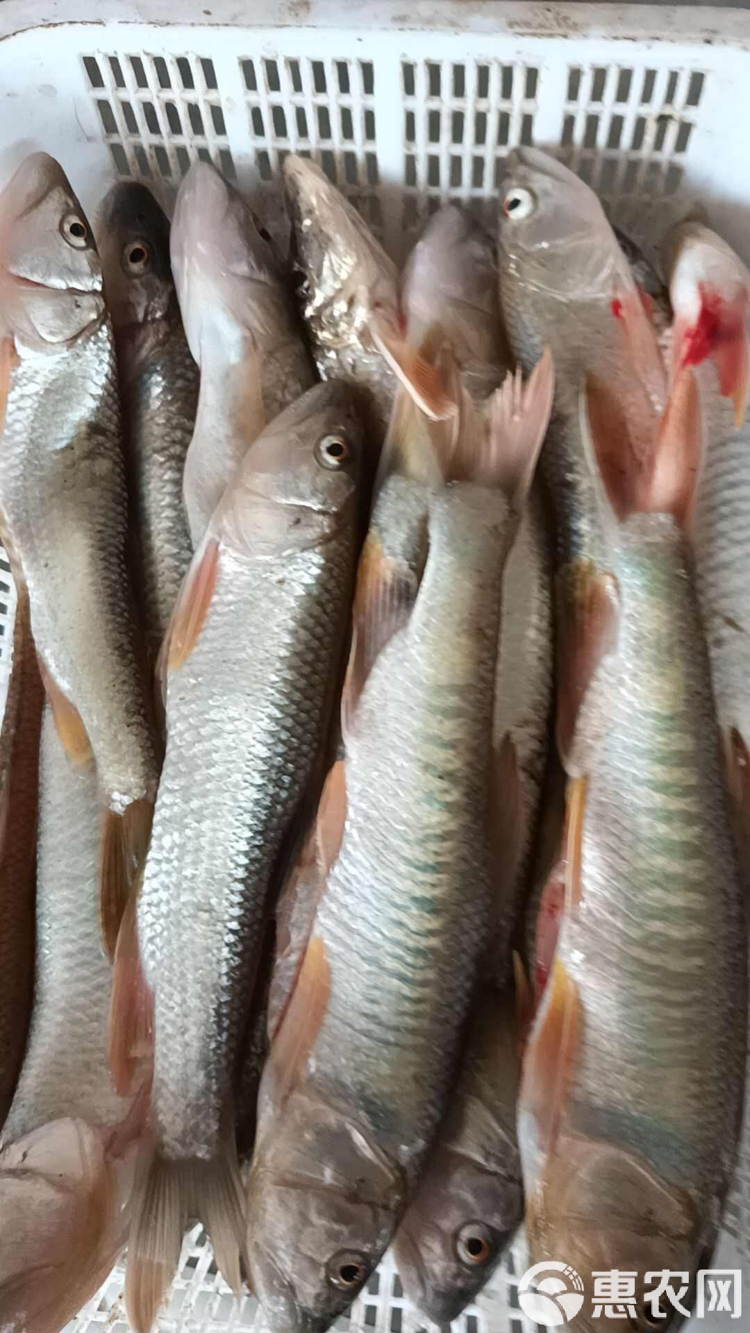 馬口魚價格走勢揭秘，市場趨勢、影響因素與案例分析全解析