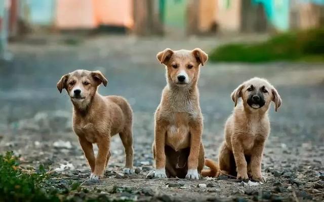 金庸犬奴踏上一場自然美景的治愈之旅最新章節(jié)