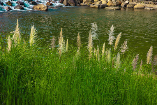 河邊草最新視頻網站，探索自然美景，尋找內心平和的旅行體驗