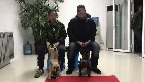天津濱海獒園最新照片，見證變化、自信與成長的瞬間